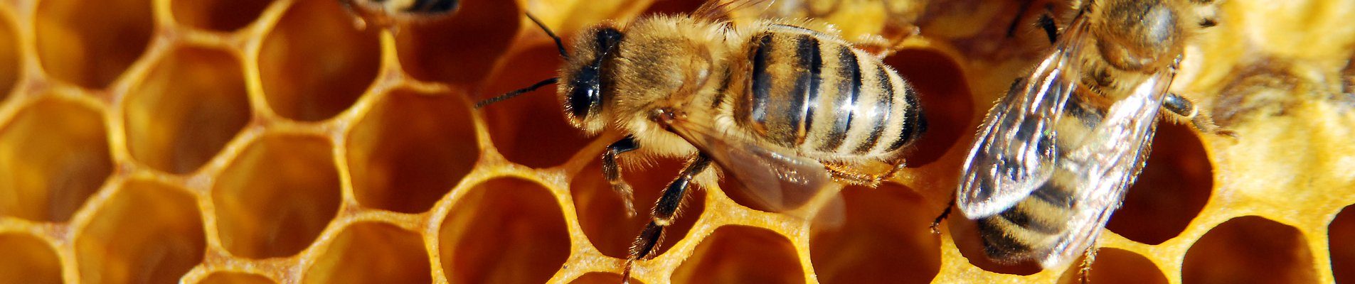 29-year-old farmer with Best Beekeeper prize in Burgas region