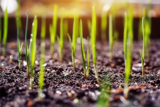 Гаранции по проекти в сектор Земеделие