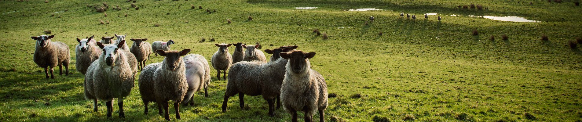 Животновъдство