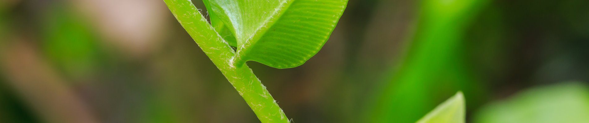 Модерно европейско предприятие преработва зеленчуци в с. Долна Диканя