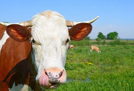 Полковник внася военен хъс в животновъдството