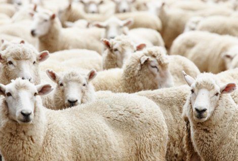 Модерно фермерско стопанство в с. Санадиново