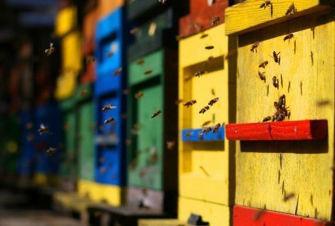 29-годишен фермер с приз за най-добър пчелар на Бургаска област